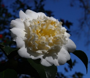 Shiro Chan Camellia, Camellia japonica 'Shiro Chan'